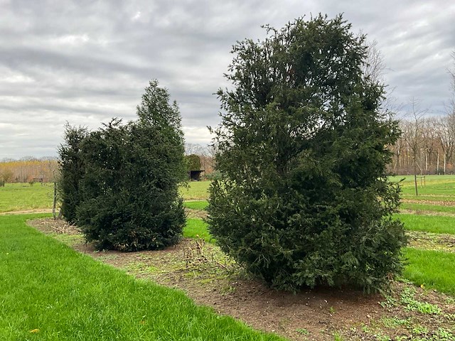 Taxus baccata (52x) - afbeelding 22 van  31
