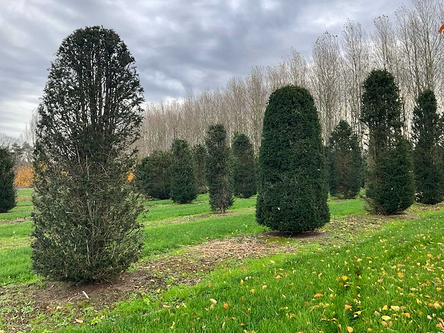 Taxus baccata (52x) - afbeelding 12 van  31