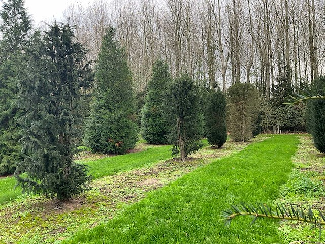 Taxus baccata (52x) - afbeelding 24 van  31