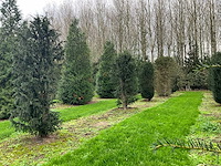 Taxus baccata (52x) - afbeelding 24 van  31