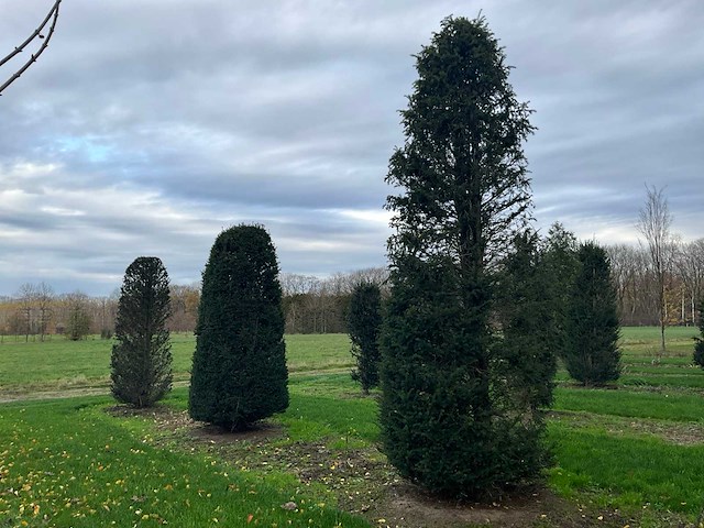 Taxus baccata (52x) - afbeelding 23 van  31
