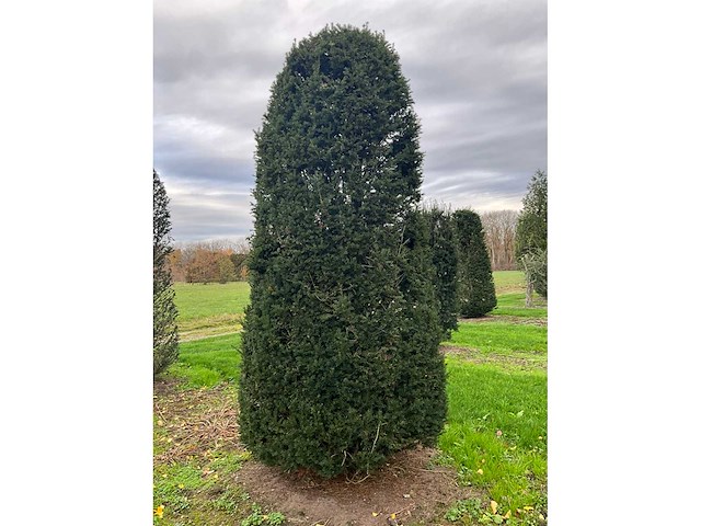 Taxus baccata (52x) - afbeelding 27 van  31