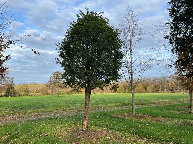 Taxus baccata (52x) - afbeelding 29 van  31