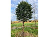 Taxus baccata (52x) - afbeelding 30 van  31