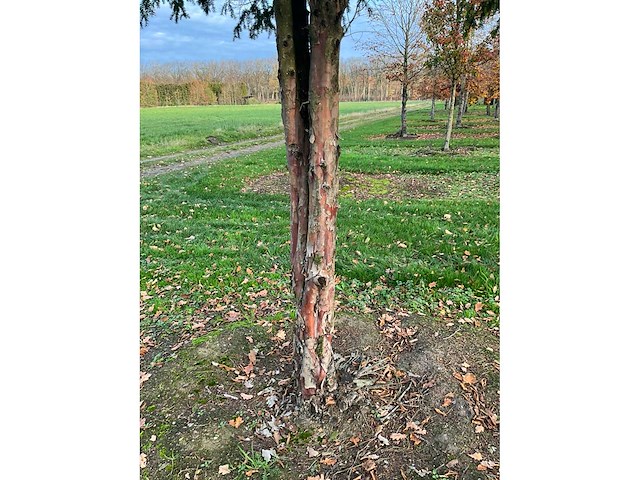 Taxus baccata (52x) - afbeelding 31 van  31