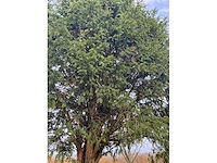 Taxus baccata (52x) - afbeelding 2 van  31