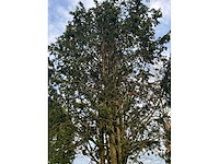 Taxus baccata (52x) - afbeelding 4 van  31