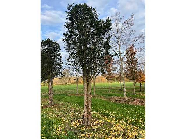 Taxus baccata (52x) - afbeelding 5 van  31