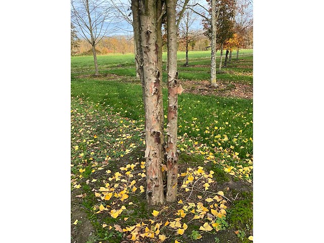 Taxus baccata (52x) - afbeelding 6 van  31