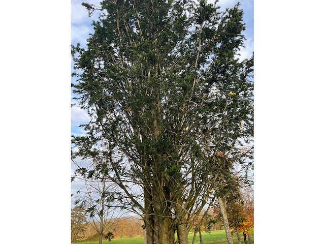 Taxus baccata (52x) - afbeelding 7 van  31