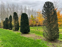 Taxus baccata (52x) - afbeelding 8 van  31