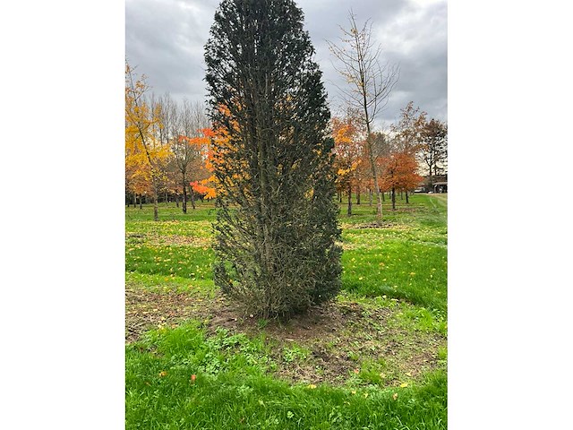 Taxus baccata (52x) - afbeelding 9 van  31