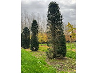 Taxus baccata (52x) - afbeelding 11 van  31