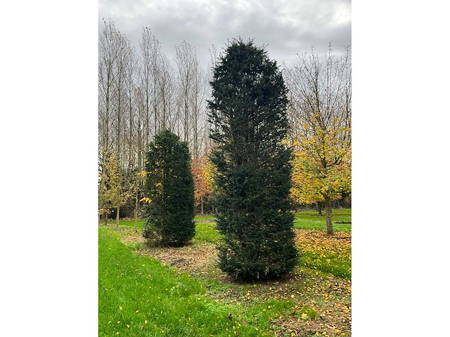 Taxus baccata (52x) - afbeelding 13 van  31