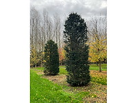 Taxus baccata (52x) - afbeelding 13 van  31