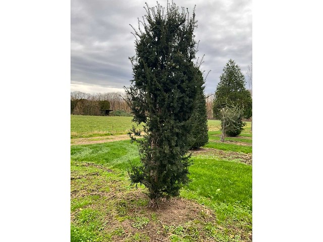 Taxus baccata (52x) - afbeelding 14 van  31