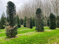 Taxus baccata (52x) - afbeelding 18 van  31