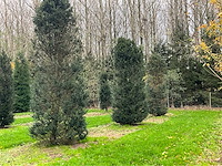 Taxus baccata (52x) - afbeelding 19 van  31
