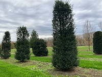 Taxus baccata (52x) - afbeelding 20 van  31