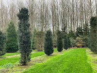 Taxus baccata (52x) - afbeelding 21 van  31