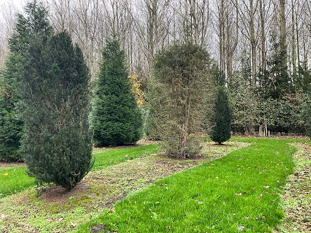 Taxus baccata (52x) - afbeelding 25 van  31