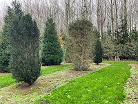 Taxus baccata (52x) - afbeelding 25 van  31