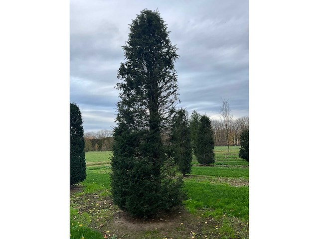 Taxus baccata (52x) - afbeelding 26 van  31