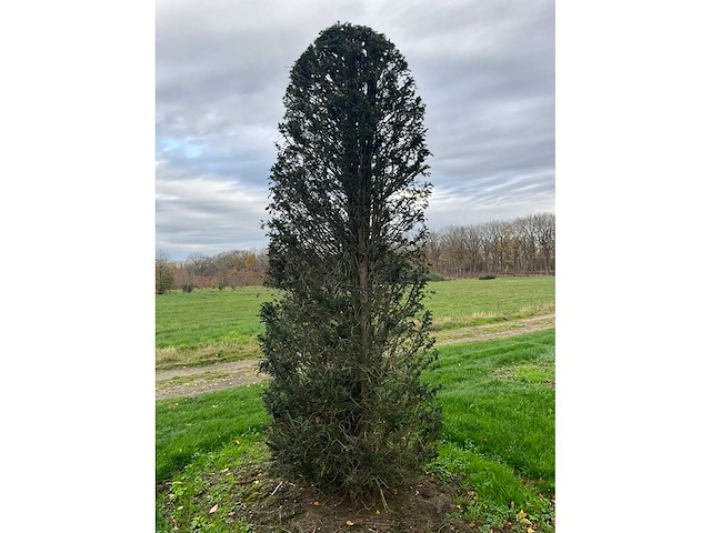 Taxus baccata (52x) - afbeelding 28 van  31