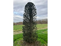 Taxus baccata (52x) - afbeelding 28 van  31