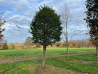 Taxus baccata (52x) - afbeelding 29 van  31