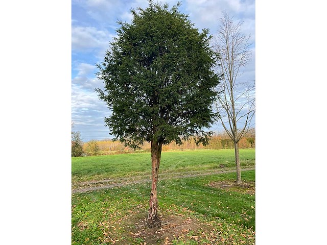 Taxus baccata (52x) - afbeelding 30 van  31