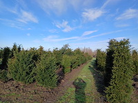 Taxus baccata (venijnboom) (100x) - afbeelding 1 van  2