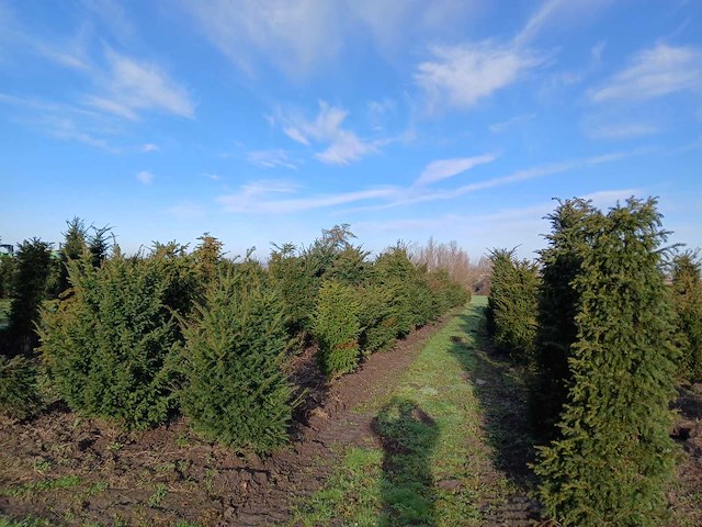 Taxus baccata (venijnboom) (30x) - afbeelding 1 van  2