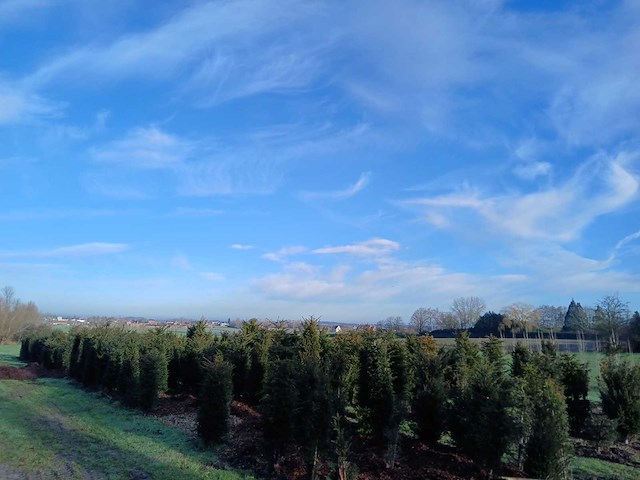 Taxus baccata (venijnboom) (30x) - afbeelding 1 van  2