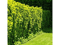 Taxus baccata (venijnboom) (ca. 100-120cm) haag (10x) - afbeelding 1 van  2
