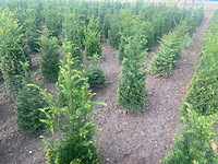 Taxus baccata (venijnboom) (ca. 100-120cm) haag (10x) - afbeelding 2 van  2