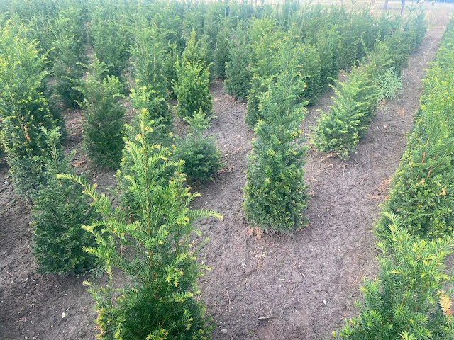 Taxus baccata (venijnboom) (ca. 100-120cm) haag (10x) - afbeelding 2 van  2