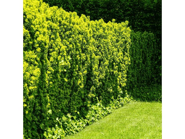 Taxus baccata (venijnboom) (ca. 80-100cm) haag (10x) - afbeelding 1 van  2