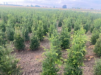 Taxus baccata (venijnboom) (ca. 80-100cm) haag (10x) - afbeelding 2 van  2