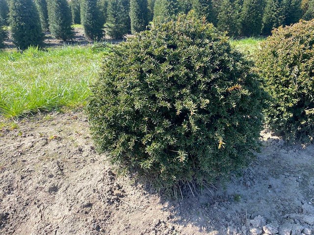 Taxus bol 60 diameter - vaste plant (5x) - afbeelding 1 van  2