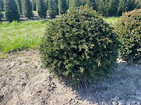Taxus bol 60 diameter - vaste plant (5x) - afbeelding 1 van  2
