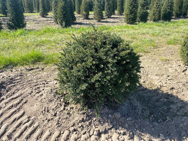 Taxus bol 60 diameter - vaste planten (10x) - afbeelding 2 van  2