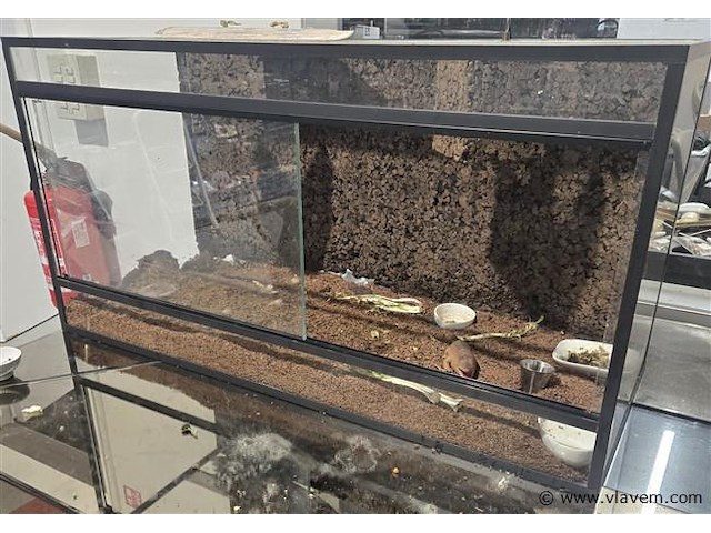 Terrarium - afbeelding 1 van  2