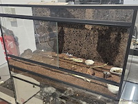 Terrarium - afbeelding 1 van  2