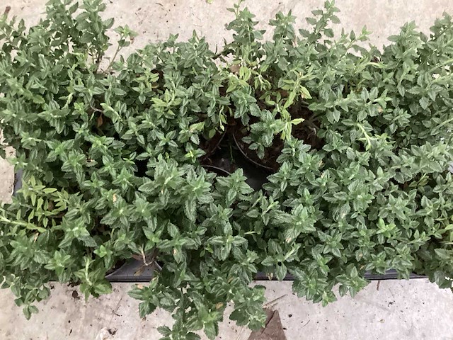 Teucrium (100x) - afbeelding 1 van  1
