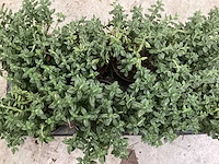 Teucrium (100x) - afbeelding 1 van  1