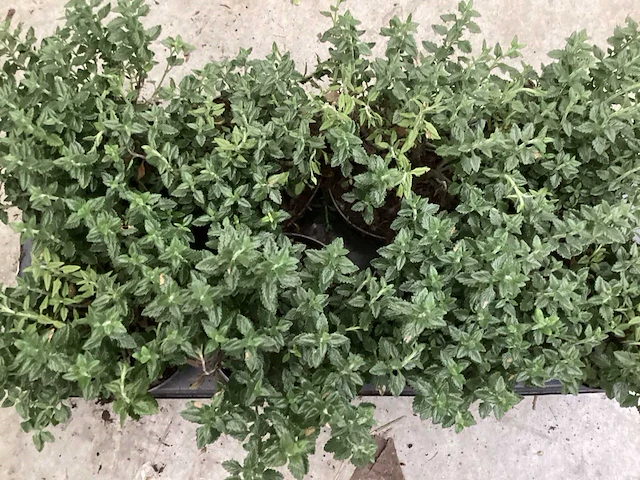 Teucrium (100x) - afbeelding 1 van  1