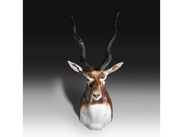 The blackbuck (antilope cervicapra) shoulder mount, taxidermy trophy, h 80 cm - afbeelding 1 van  3