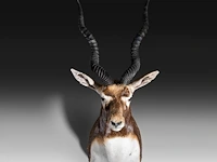 The blackbuck (antilope cervicapra) shoulder mount, taxidermy trophy, h 80 cm