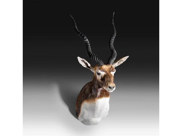 The blackbuck (antilope cervicapra) shoulder mount, taxidermy trophy, h 80 cm - afbeelding 2 van  3